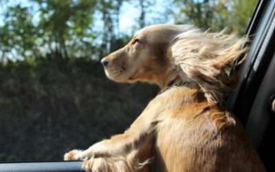 Dogs love electric cars