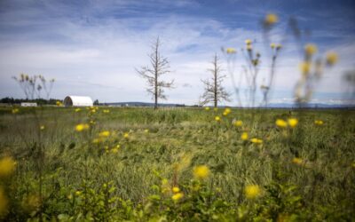 Everett Herald: If Climate Commitment Act is repealed, what local projects are at risk?